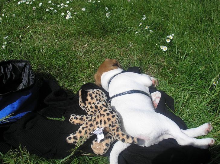 Jack russell terrier Albert - Byttet og Albert sover efter en hård kamp ;o) billede 7