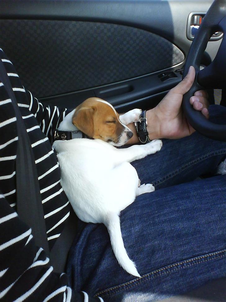 Jack russell terrier Albert - Kun fars skød duede på hjemturen. billede 8