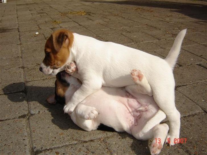 Jack russell terrier Albert - Se hvor stærk jeg er.! billede 9