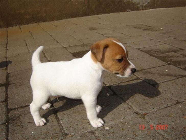 Jack russell terrier Albert - Min første gåtur på fire ben... billede 10