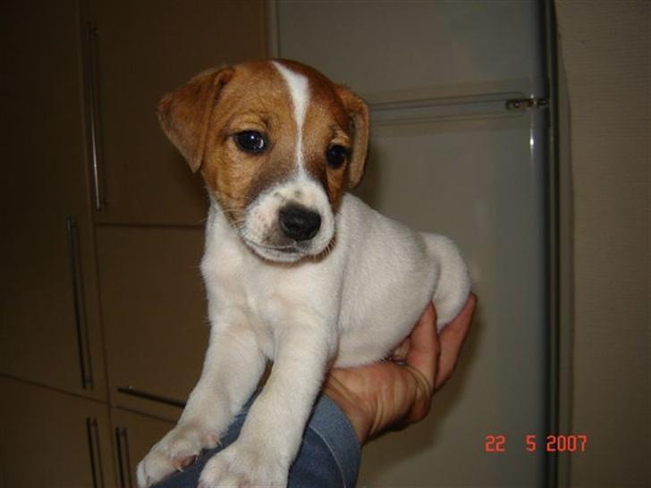 Jack russell terrier Albert - Så sød er jeg ;o) billede 11