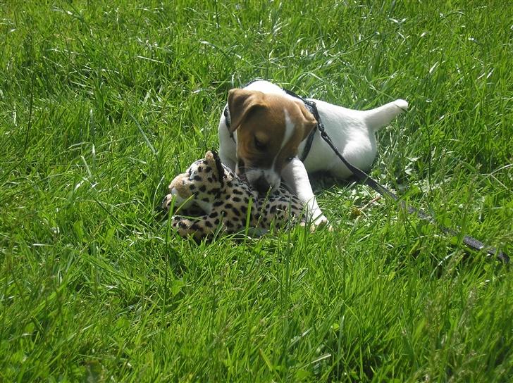Jack russell terrier Albert - Kampen er igang...Hvem vinder mon? billede 12