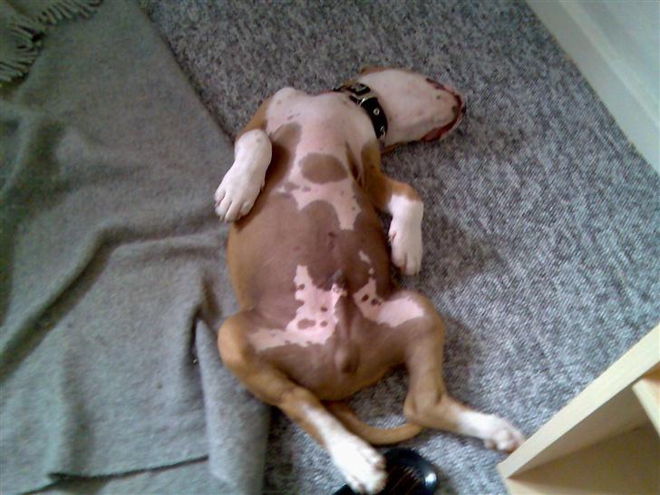 Amerikansk staffordshire terrier Zack R.I.P - pyhh den køre tur var da hård.. jeg nupper mig lige en morfar! billede 9