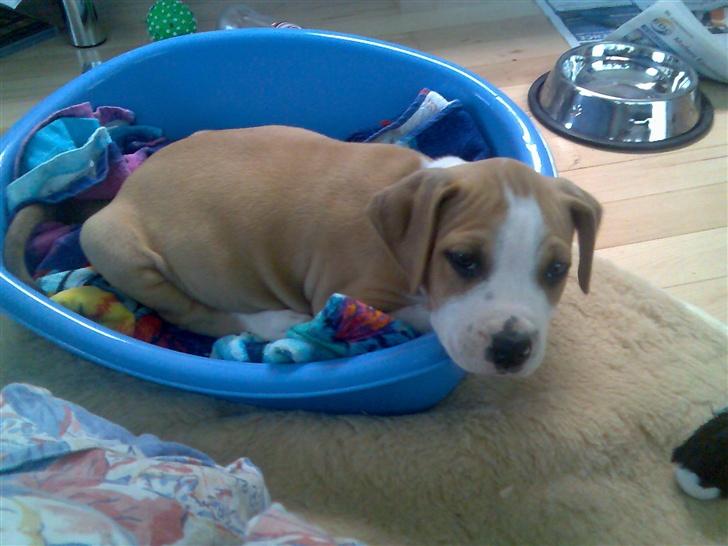 Amerikansk staffordshire terrier Zack R.I.P billede 10