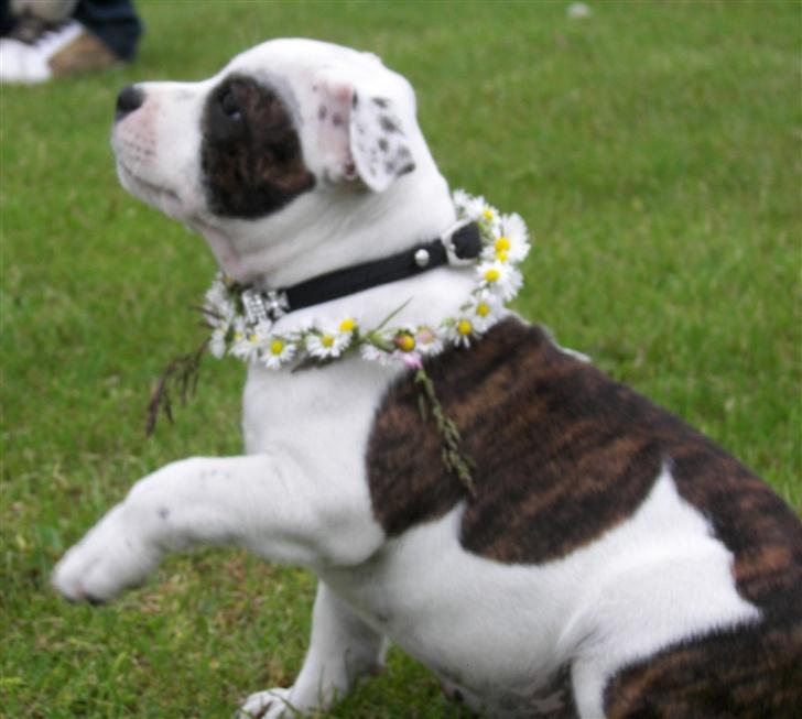 Staffordshire bull terrier Jeanty's Staff Viva La Bam - 27-5 -Bam er blevet pyntet! billede 8