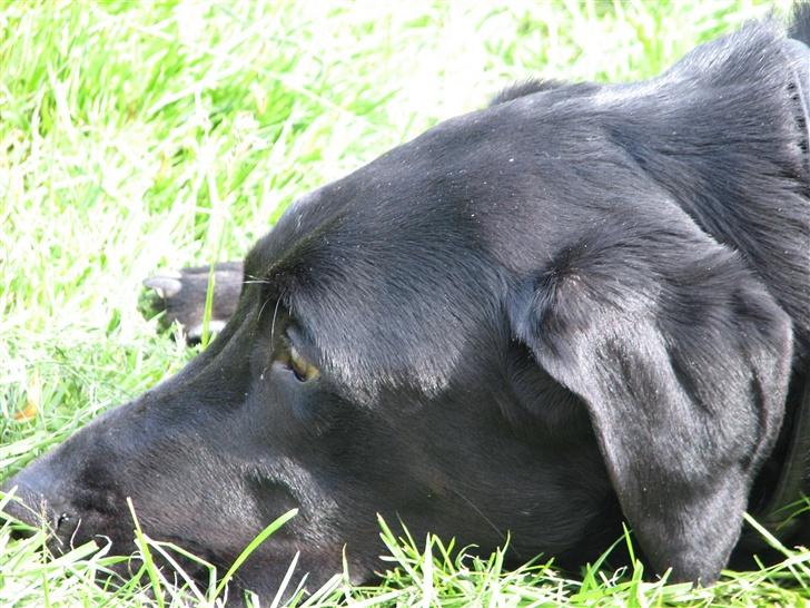 Blanding af racer Samson Labratineren billede 4