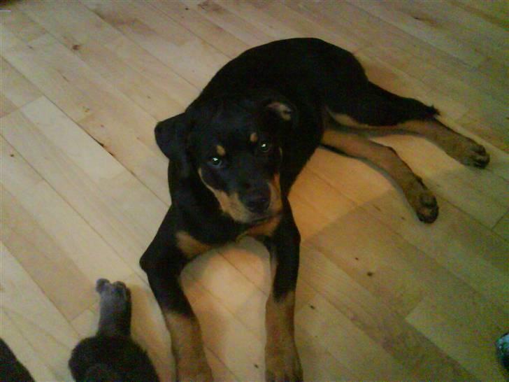 Rottweiler Eline (Esprit)  billede 1