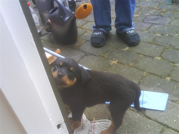 Rottweiler Eline (Esprit)  billede 2