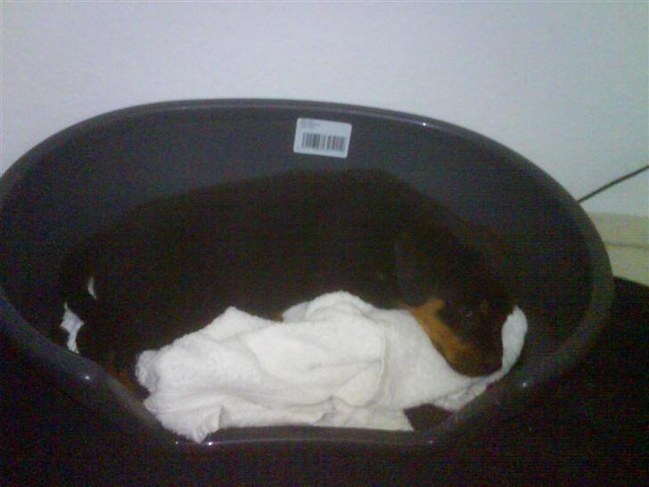 Rottweiler Eline (Esprit)  billede 3