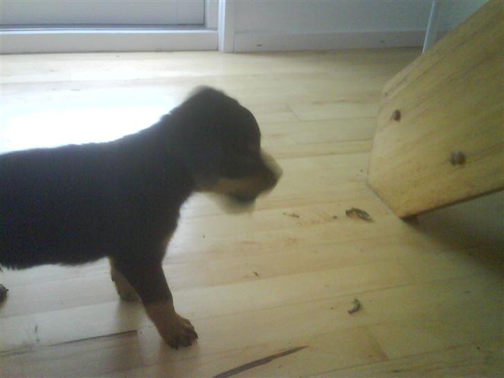 Rottweiler Eline (Esprit)  billede 4