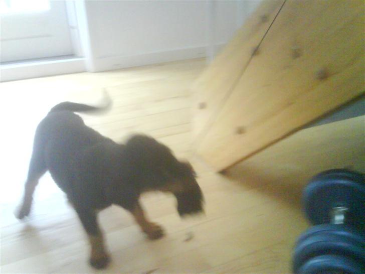 Rottweiler Eline (Esprit)  billede 5