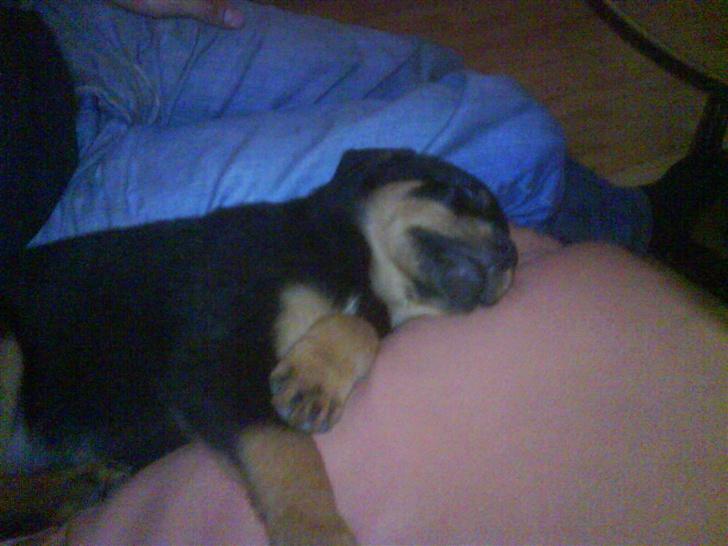 Rottweiler Eline (Esprit)  billede 6