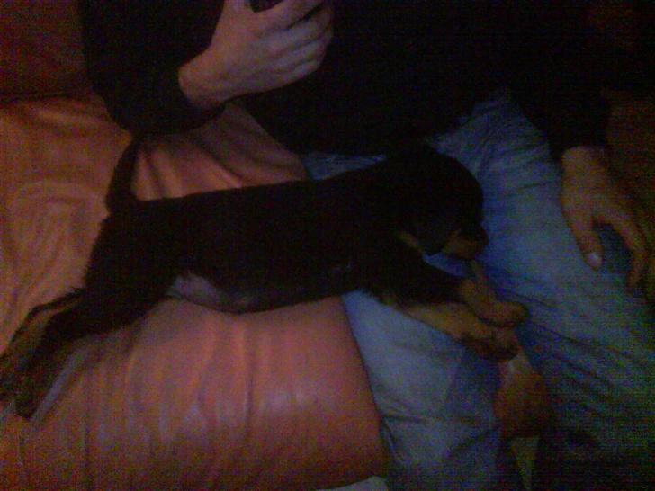 Rottweiler Eline (Esprit)  billede 7