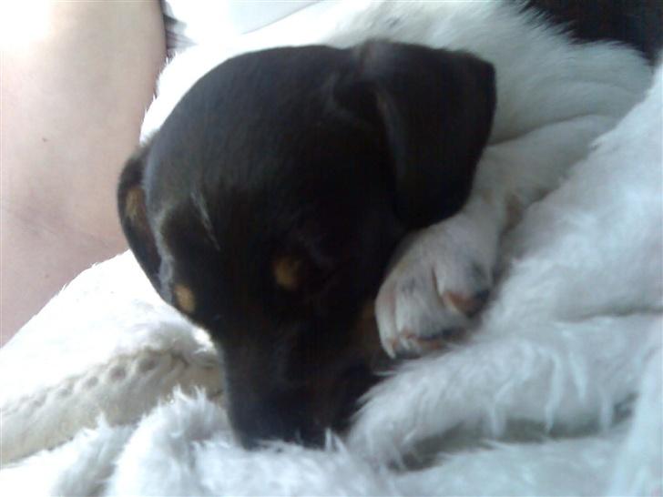 Dansk svensk gaardhund Kika - Her sover Kika, 7 uger og 5 dage gammel.. billede 2
