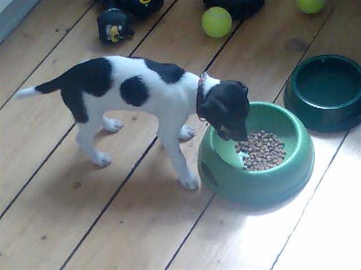 Dansk svensk gaardhund Kika - Uhmmm... billede 3