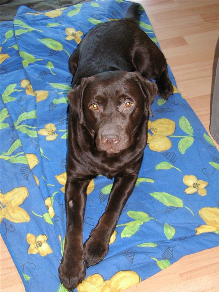 Labrador retriever andy - andy marts 2007 billede 15