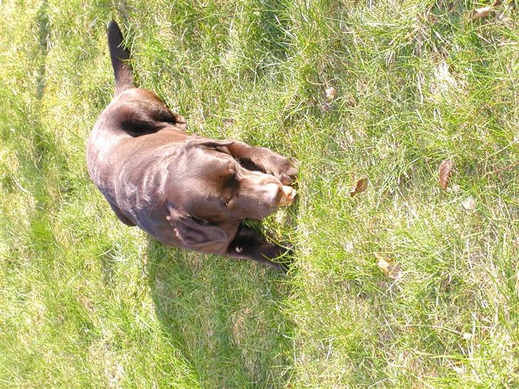 Labrador retriever andy - mums   ´´ griseøre ´´ billede 16
