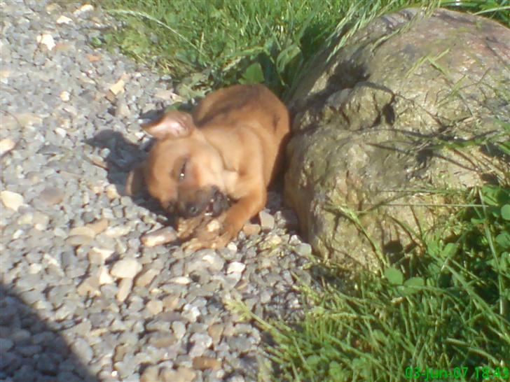 Blanding af racer |Chi/DP| Lasse prinsen - se hvor farlige mine bisser er billede 7