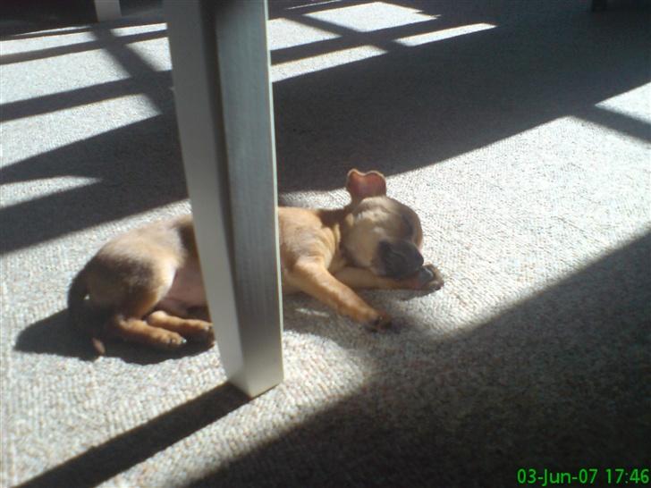 Blanding af racer |Chi/DP| Lasse prinsen - fandt lige et godt sted der i solen billede 8