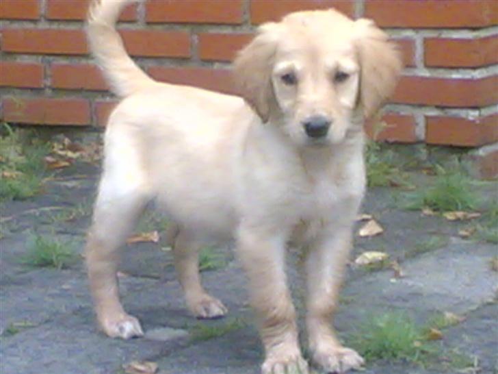 Golden retriever zille - er jeg ikke sød billede 2