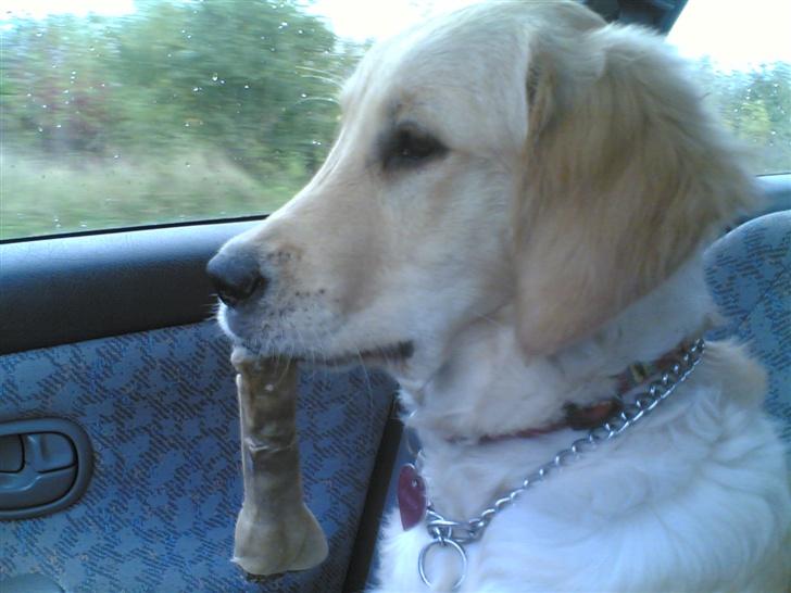 Golden retriever zille - ude at køre i bil med mit ben billede 3