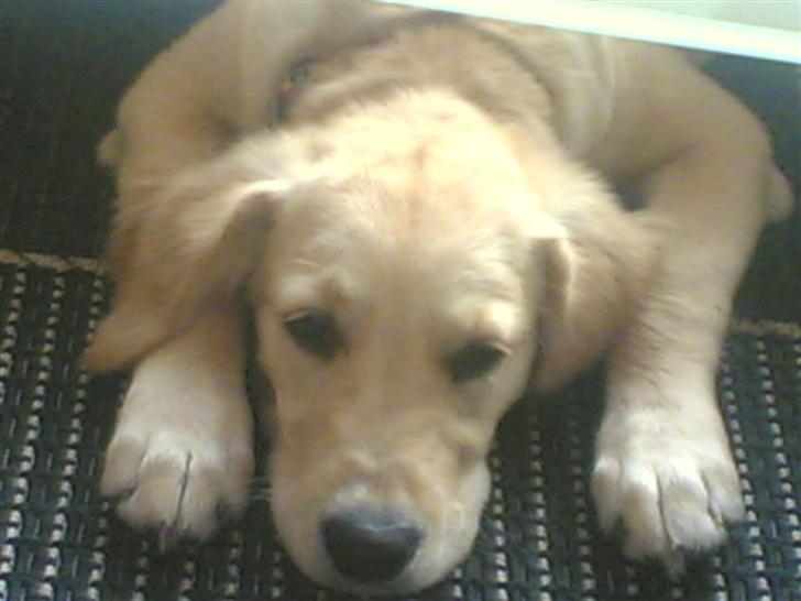 Golden retriever zille - jeg er træt billede 4