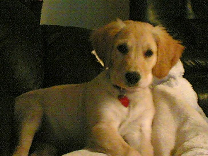 Golden retriever zille - ups er i sofaen  billede 5