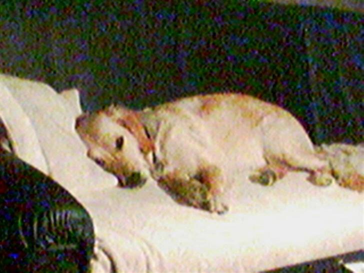 Golden retriever zille - jeg elsker bare den sofa ss billede 7
