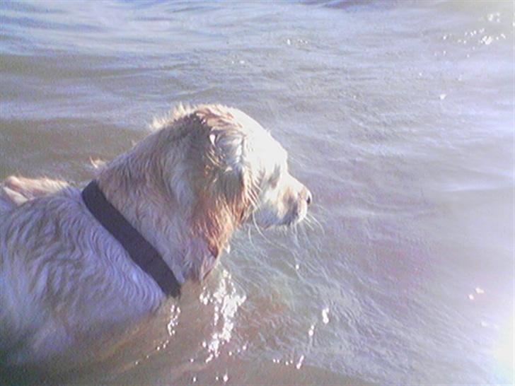 Golden retriever zille - vand er bare for dejlig billede 8