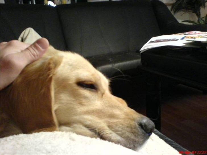 Golden retriever zille - en god dag min 1 års dag ss billede 9