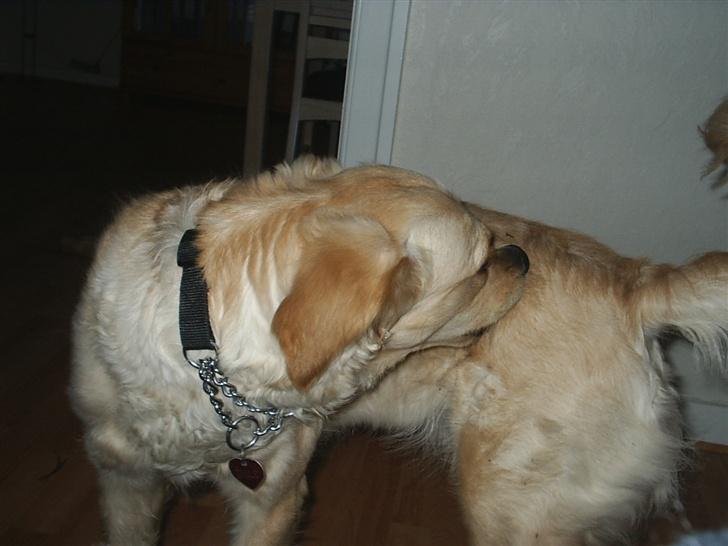 Golden retriever zille - damm der er noget der bider billede 12