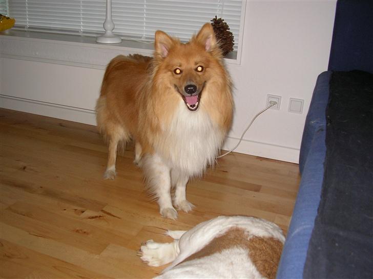 Blanding af racer King billede 1