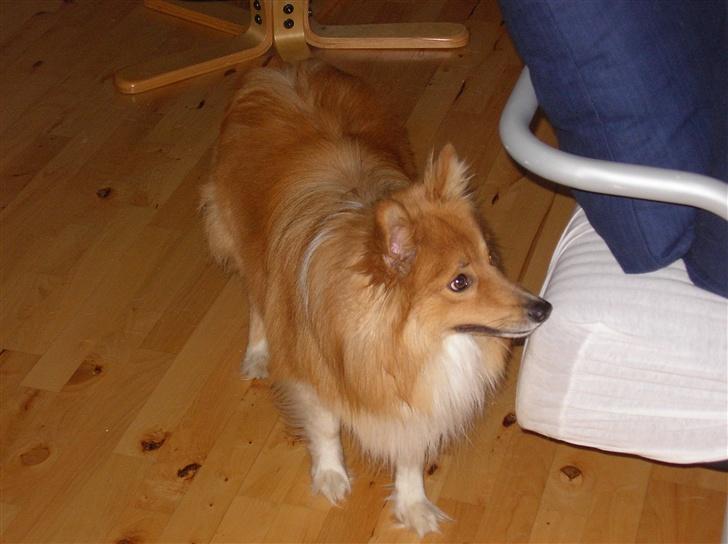 Blanding af racer King billede 2