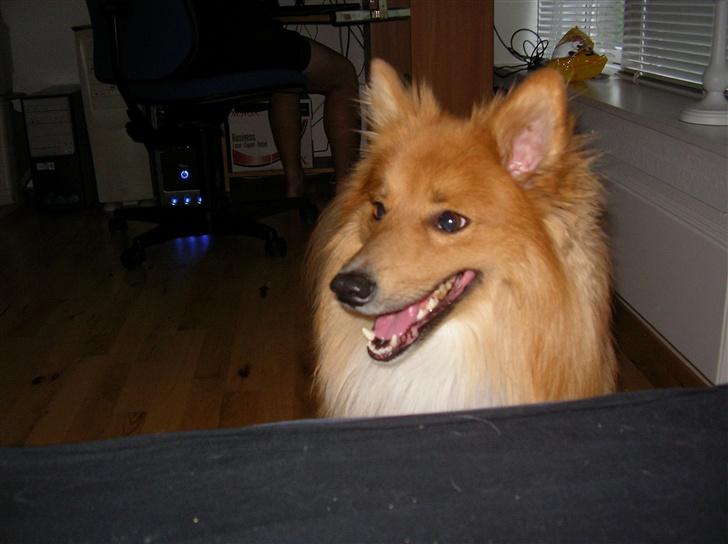 Blanding af racer King billede 3