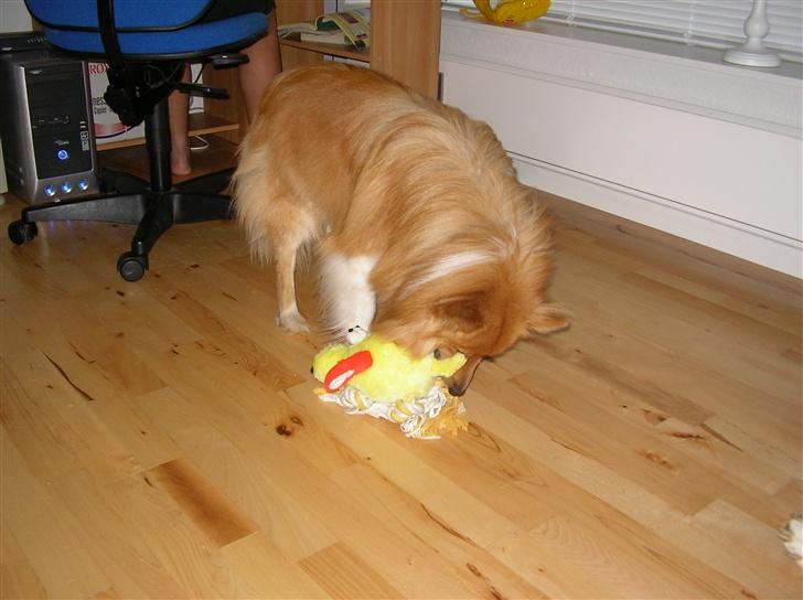 Blanding af racer King billede 4