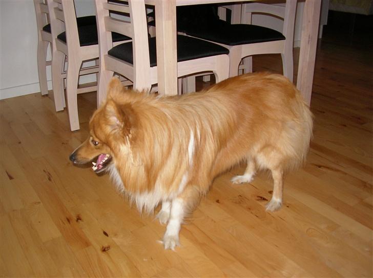 Blanding af racer King billede 5