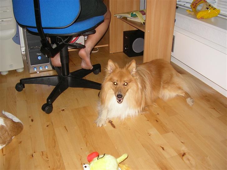 Blanding af racer King billede 6