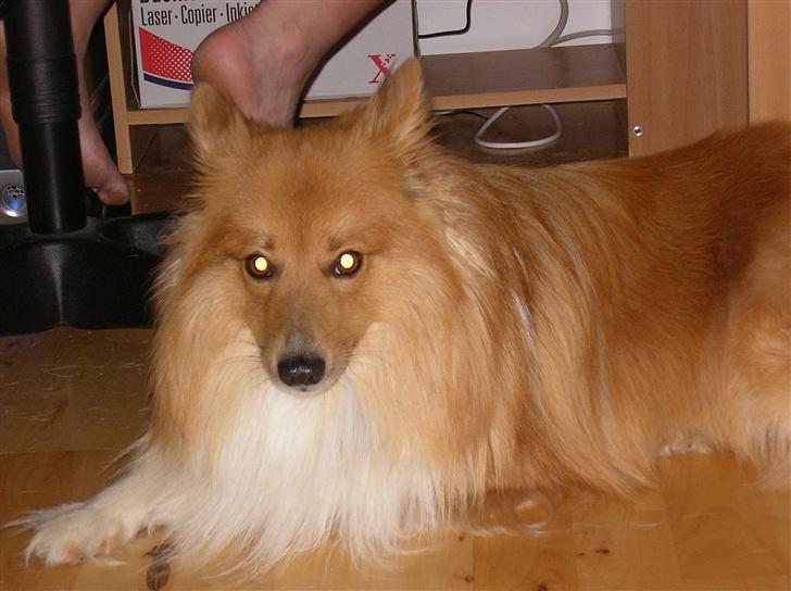 Blanding af racer King billede 7