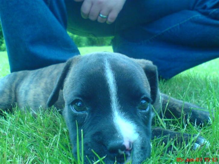 Blanding af racer johnson billede 1