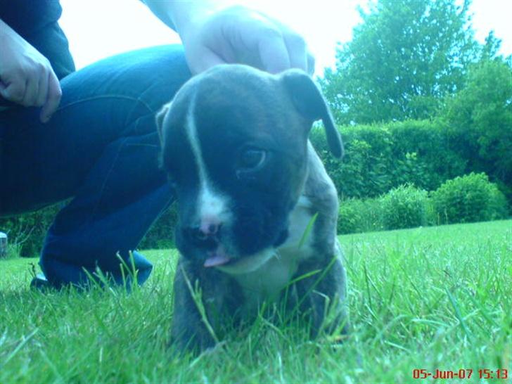 Blanding af racer johnson billede 2