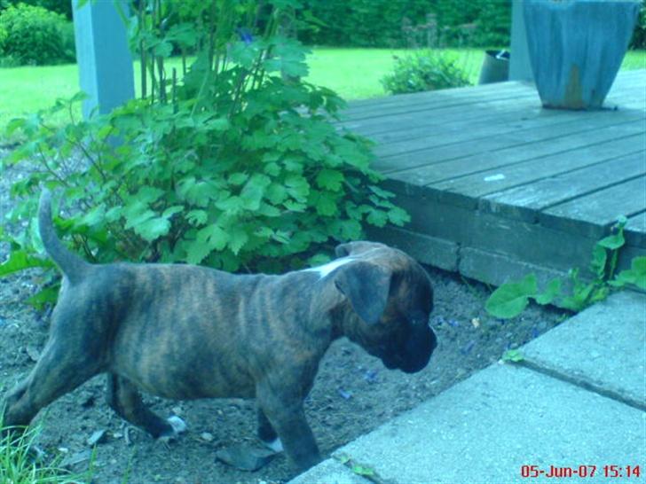 Blanding af racer johnson billede 3