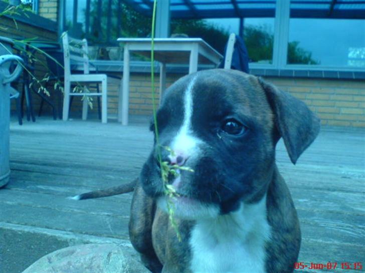 Blanding af racer johnson billede 4