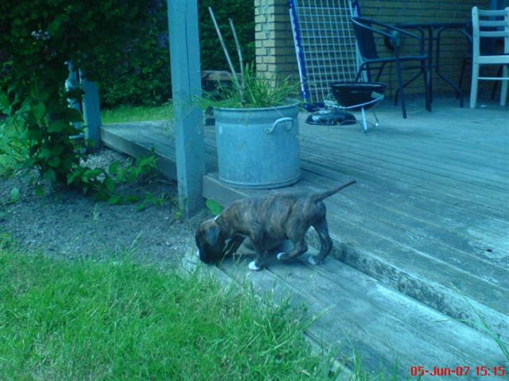 Blanding af racer johnson billede 5