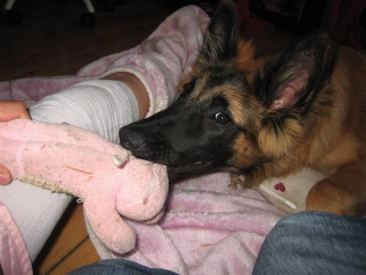 Tervueren Chico-Erik - Lege med grisen er sjooov :) billede 18