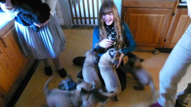 Tervueren Chico-Erik - Her er mig og Moaar første gang vi mødtes. Mine søskende er der også:) billede 19