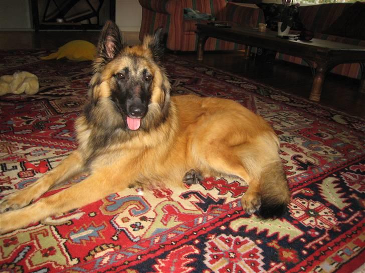 Tervueren Chico-Erik - Her ligger Kongen så på gulvtæppet midt i stuen og ejer det hele... (Tror han) :p billede 20