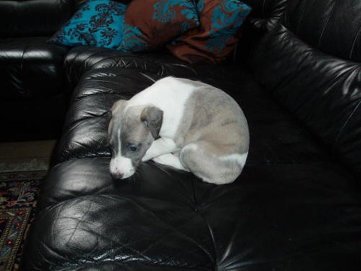 Whippet Newkins Matrix - Matrix 31-5-2007 billede 3