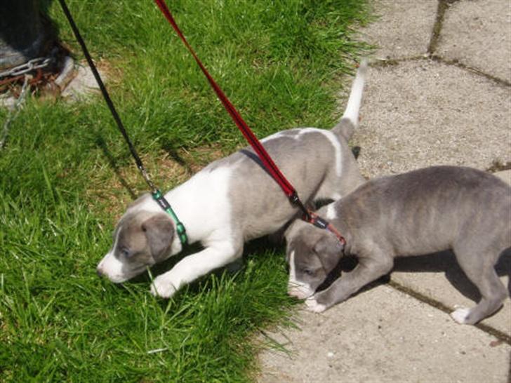 Whippet Newkins Matrix - Matrix 1-6-2007 billede 4