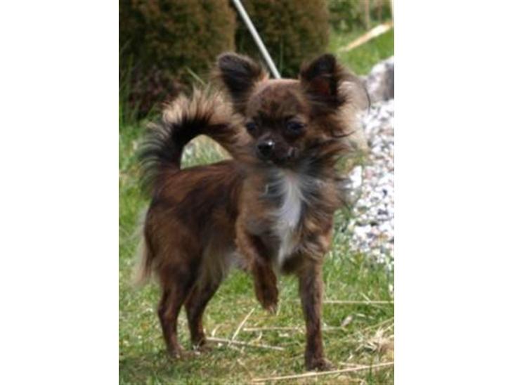 {{currentPhoto.altText}} billede {{currentPhoto.number}}