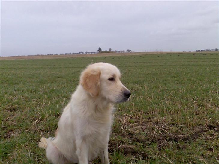 Golden retriever Chili   R.I.P billede 1